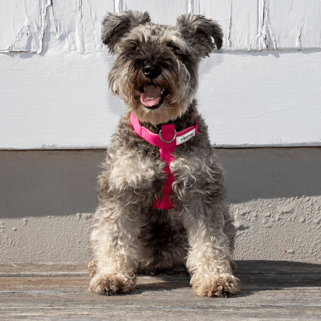Pink Y-shaped dog harness