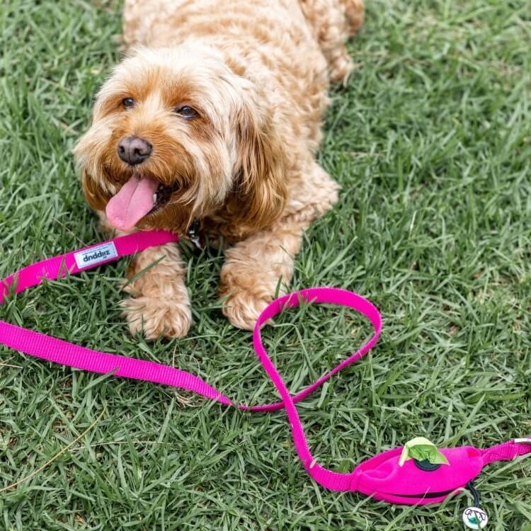 Small pooch lying on grass wearing pink leash with dog poop bag holder