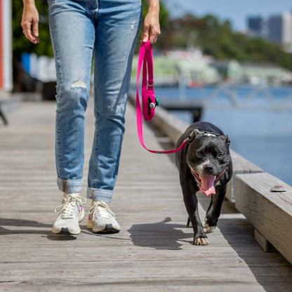 Dog wearing pink puppy leash for walking