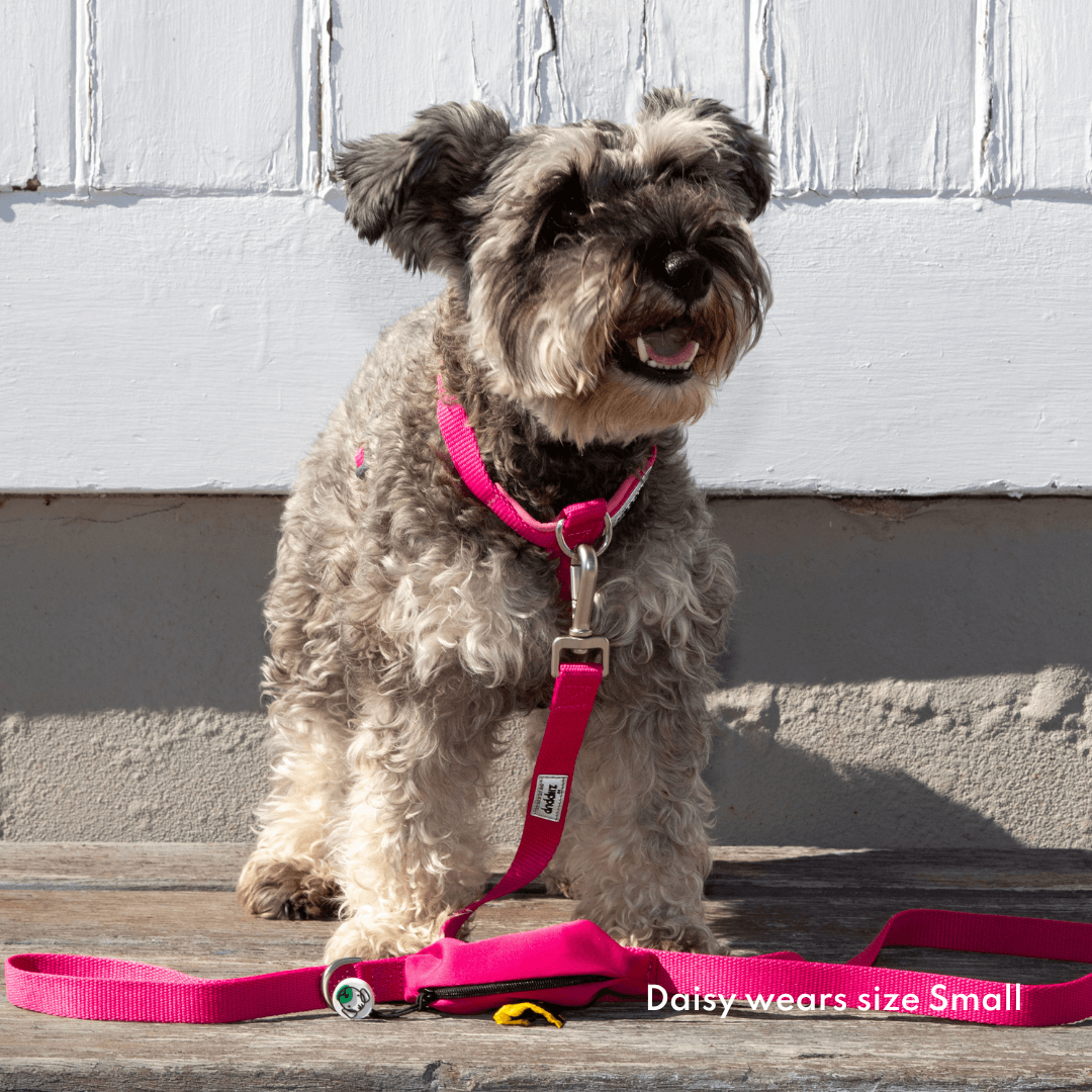 Small dog wearing a pink ergonomic harness and leash 