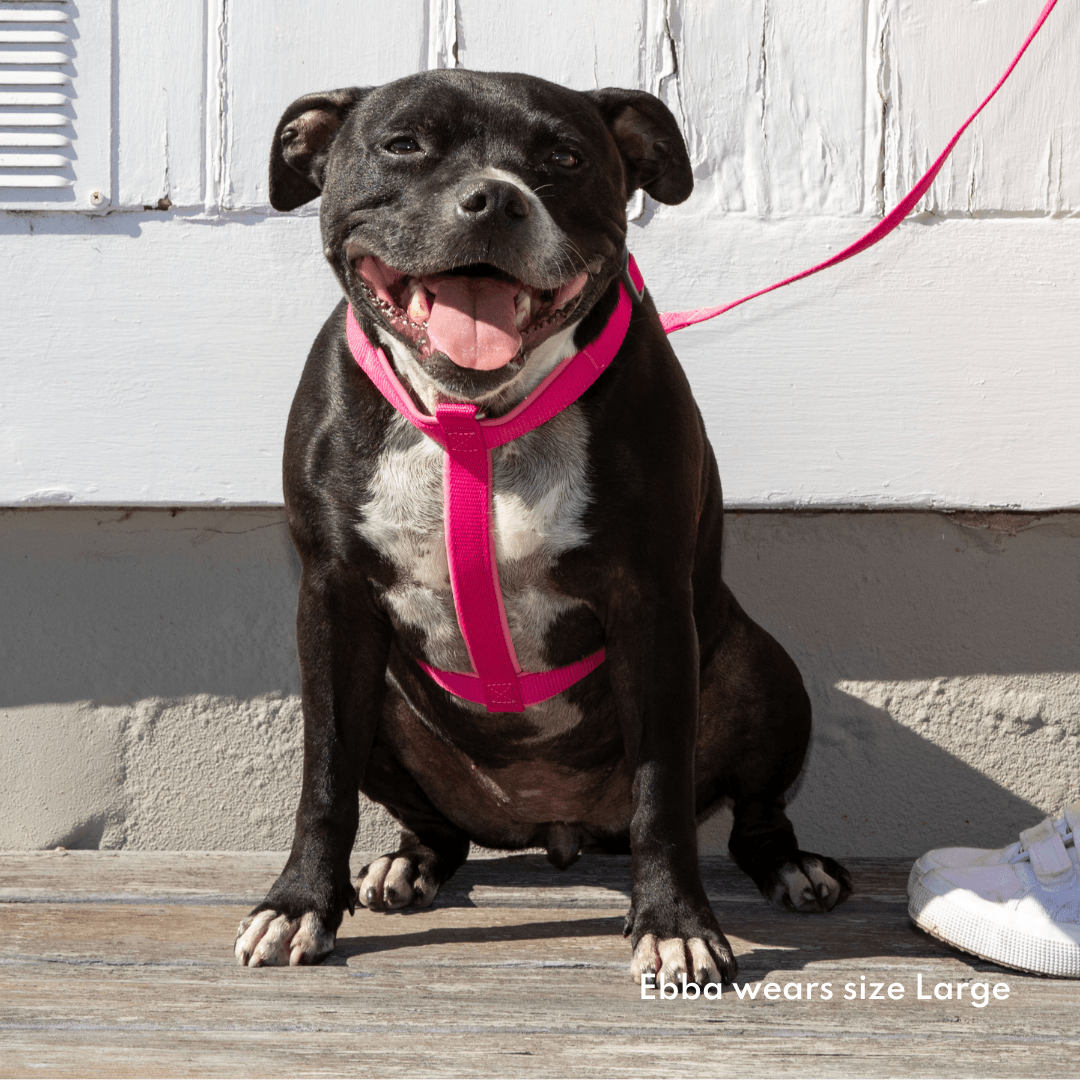 Dog wearing a pink rPET harness 