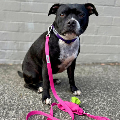 Black and white dog with a purple collar and pink leash with poo bag holder.