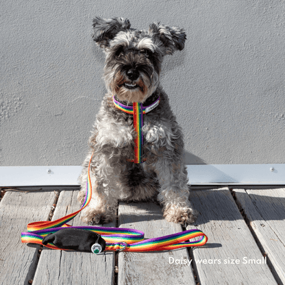 Small dog wearing rainbow Y-shaped harness