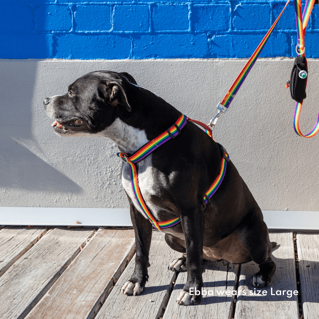 Dog wearing rPET rainbow no-pull harness and matching leash