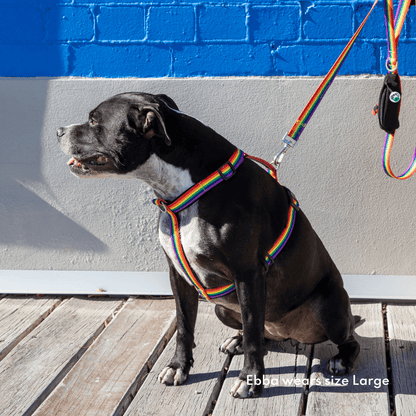 Dog wearing rPET rainbow no-pull harness and matching leash