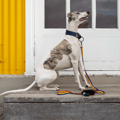 Whippet in rainbow dog lead with poop bag holder