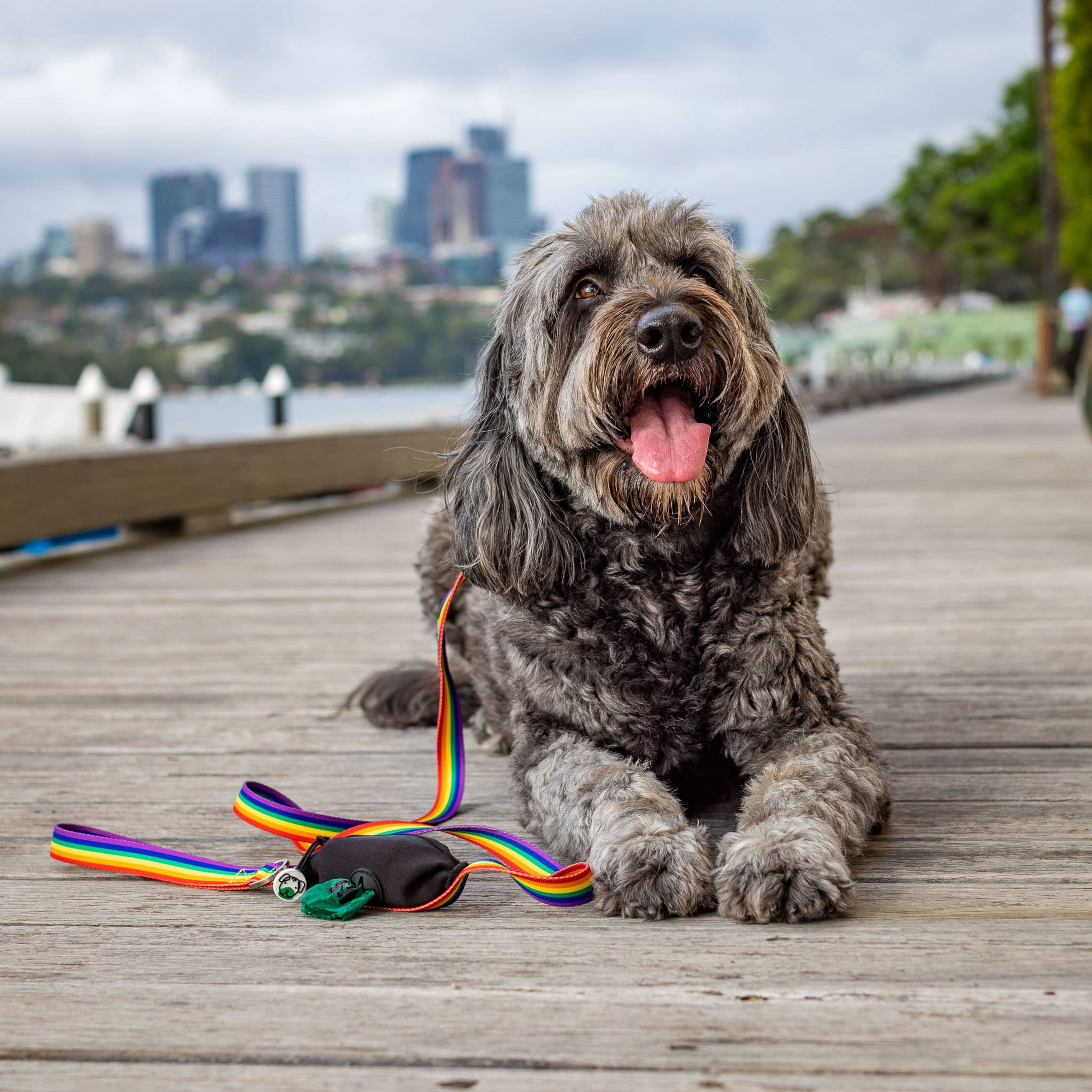 Groodle wearing rainbow dog leash with poop bag holder