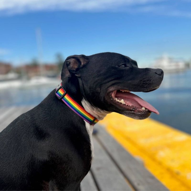 Rainbow Dog Collar: Adjustable Dog Collar For All Breeds—Suitable For Puppies 