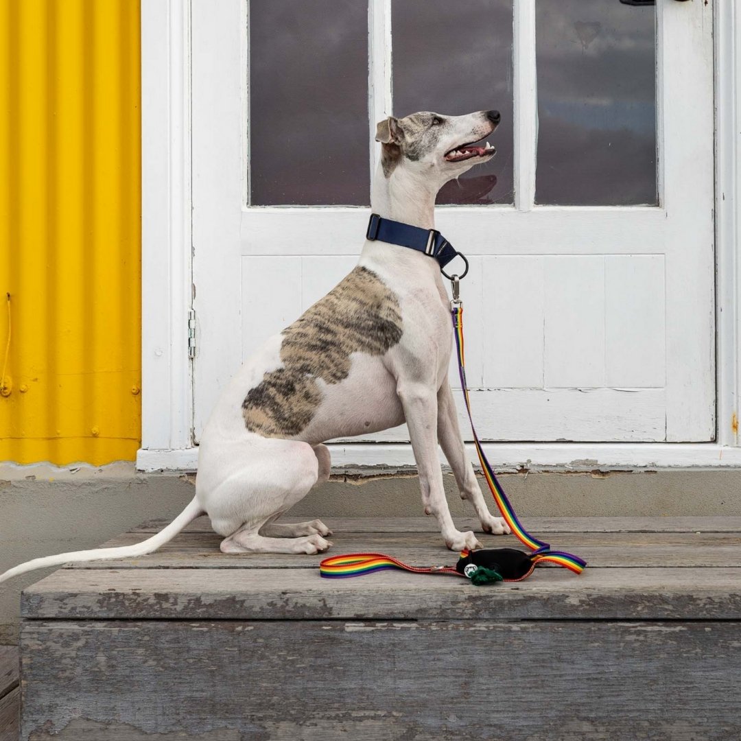 Dog wearing rainbow pet leash