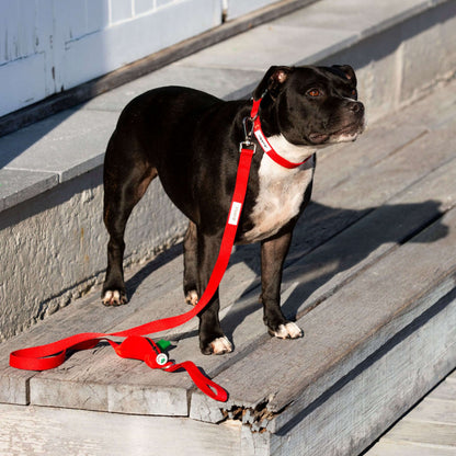 Dog standing on steps with a red leash and matching red dog collar