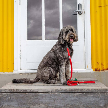 Dog sitting wearing red leash with built in poop bag storage