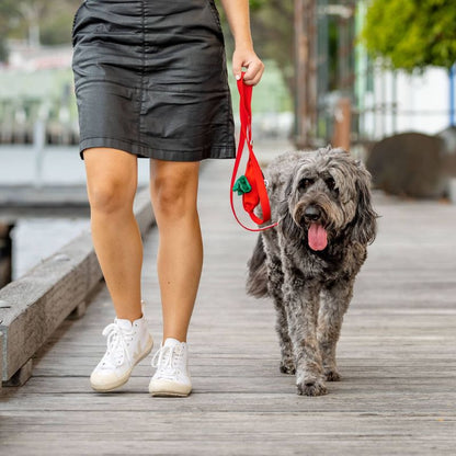 Woman walking Groodle wearing red dog leash and poop bag holder