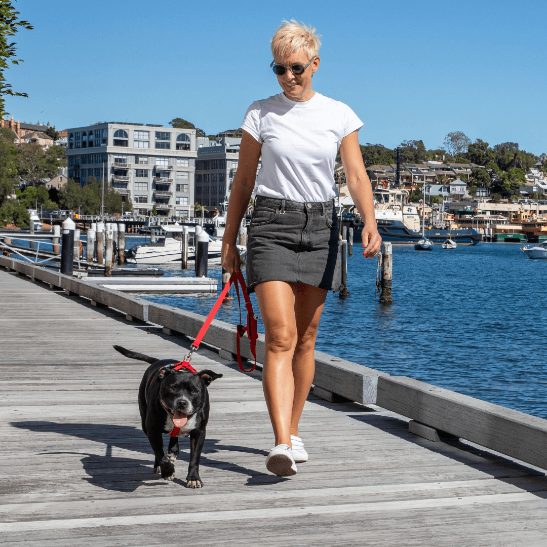 Dog wearing red back clip harness  – Ziippup