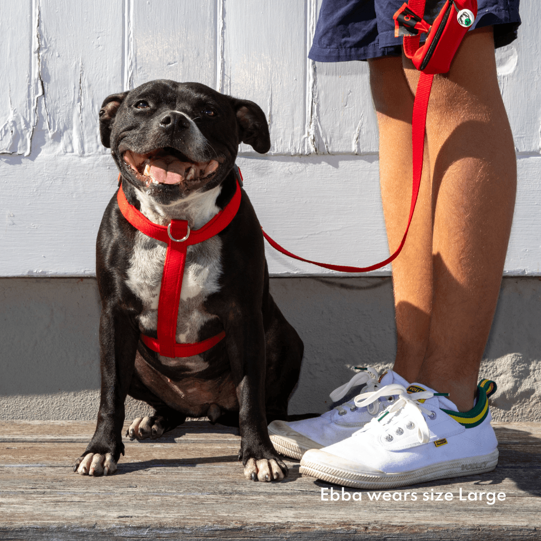 Dog in red harness with padded belly strap – chafe-resistant comfort