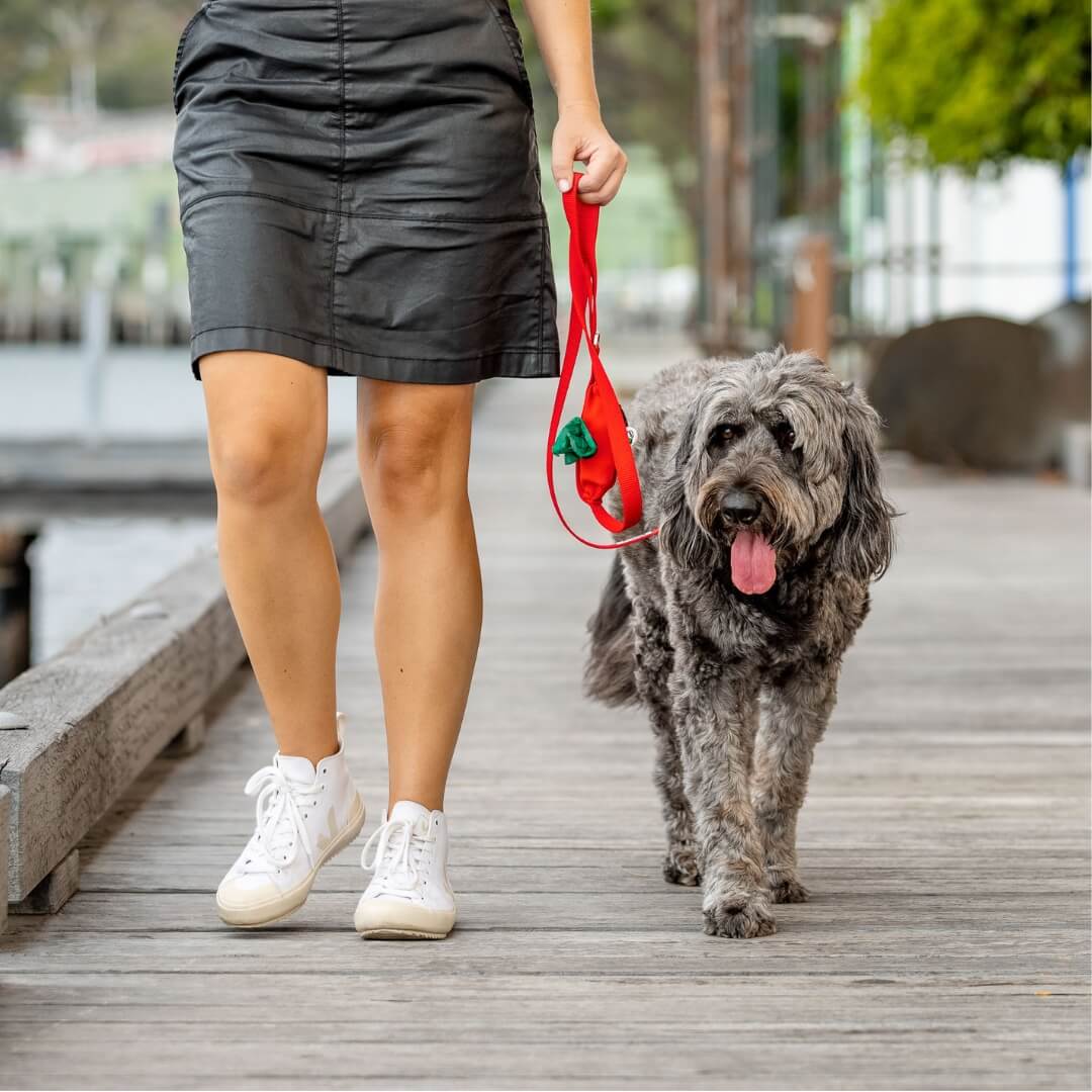 Person walking a dog on a red leash with pocket for poo bags on a wooden boardwalk.