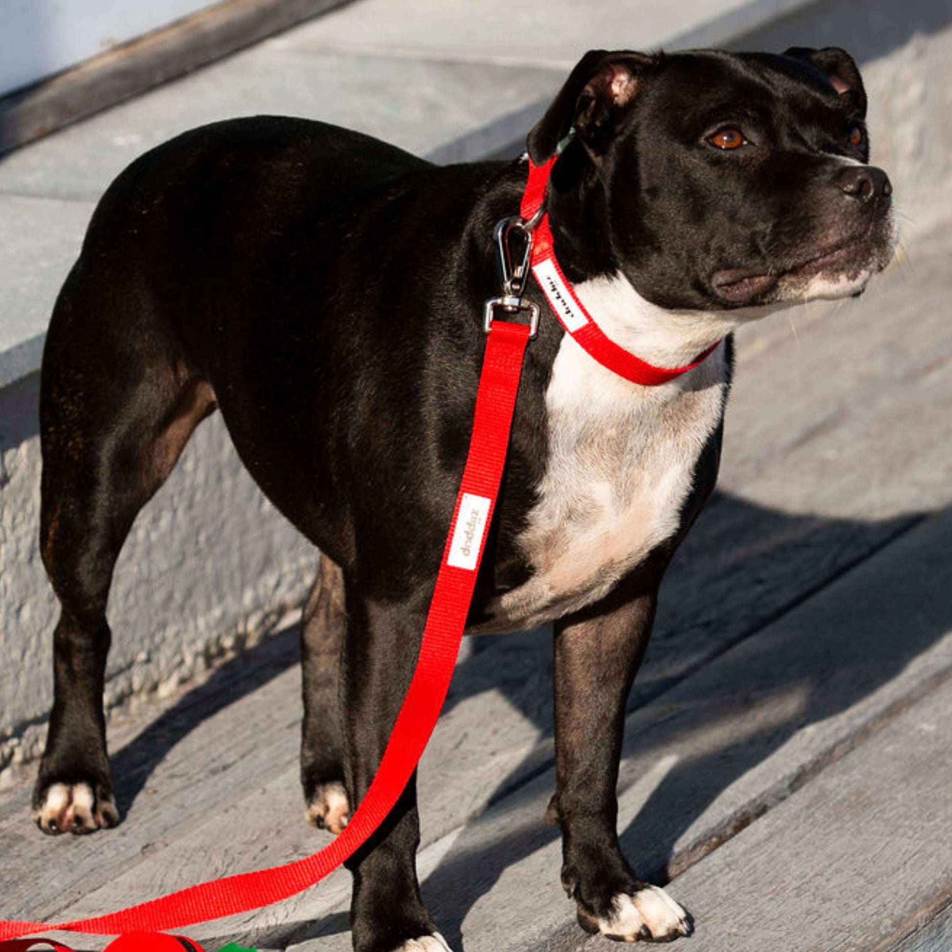 Black and white dog on a red leash with matching red waterproof collar standing on a wooden deck.