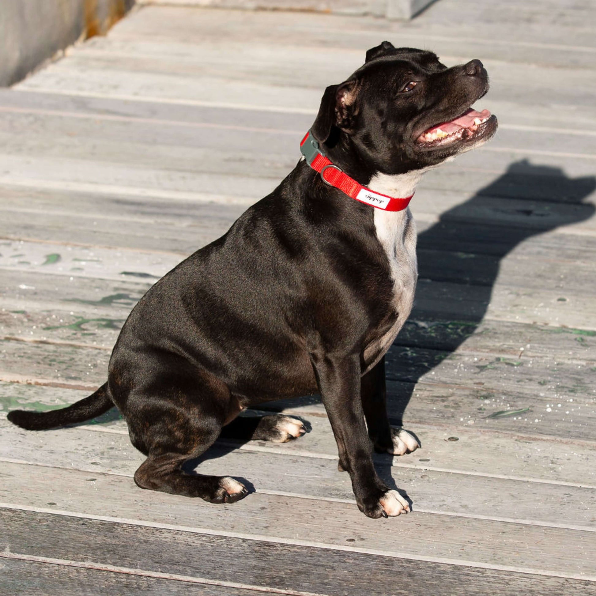 Black dog with a red waterproof collar sitting on a wooden deck