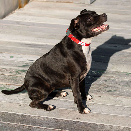 Black dog with a red waterproof collar sitting on a wooden deck