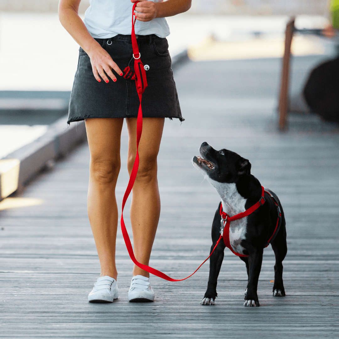 Red ergonomic Y shaped harness for strong dogs
