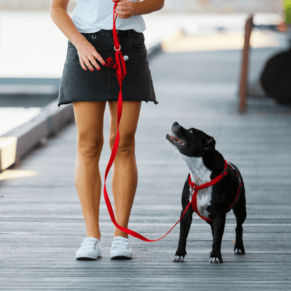 Red ergonomic Y shaped harness for strong dogs