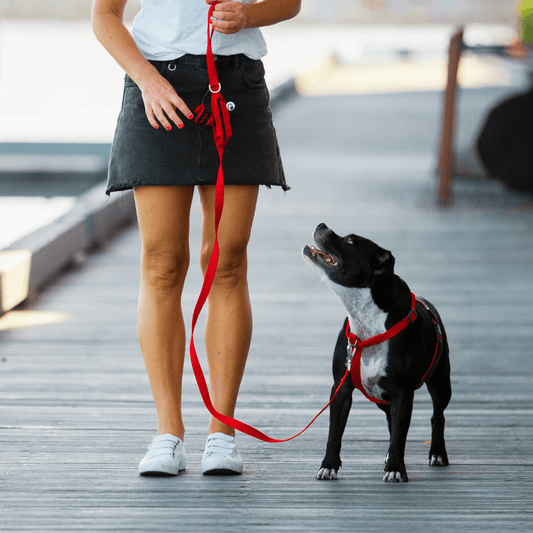 Red ergonomic Y shaped harness for strong dogs