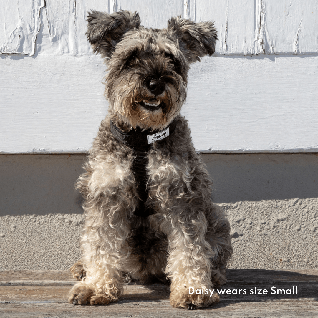 Small dog wearing padded black harness
