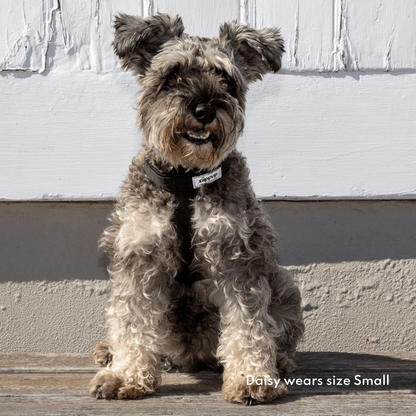 Small dog wearing padded black harness