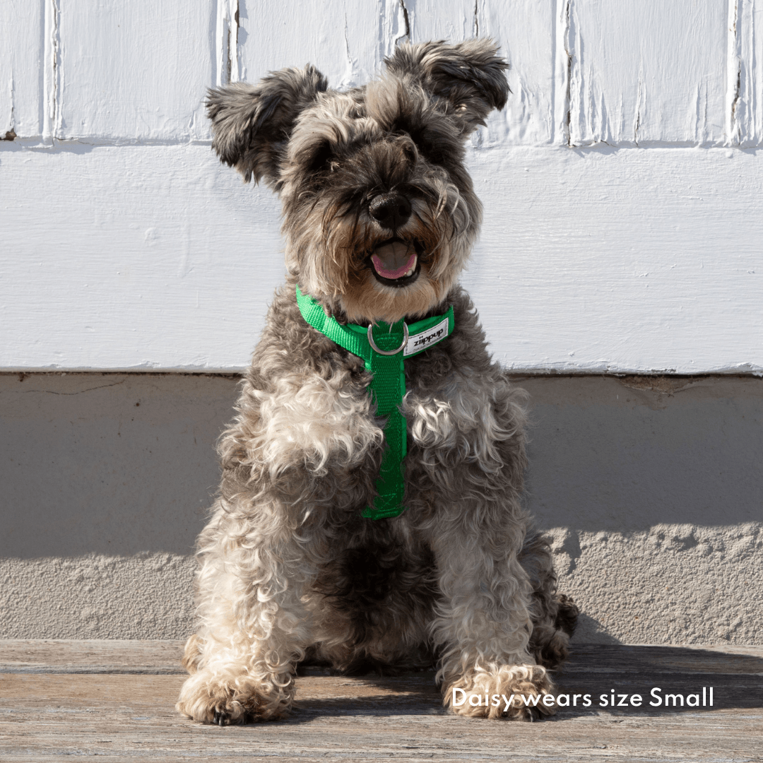 Green harness for small dogs