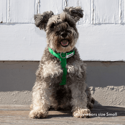 Green harness for small dogs