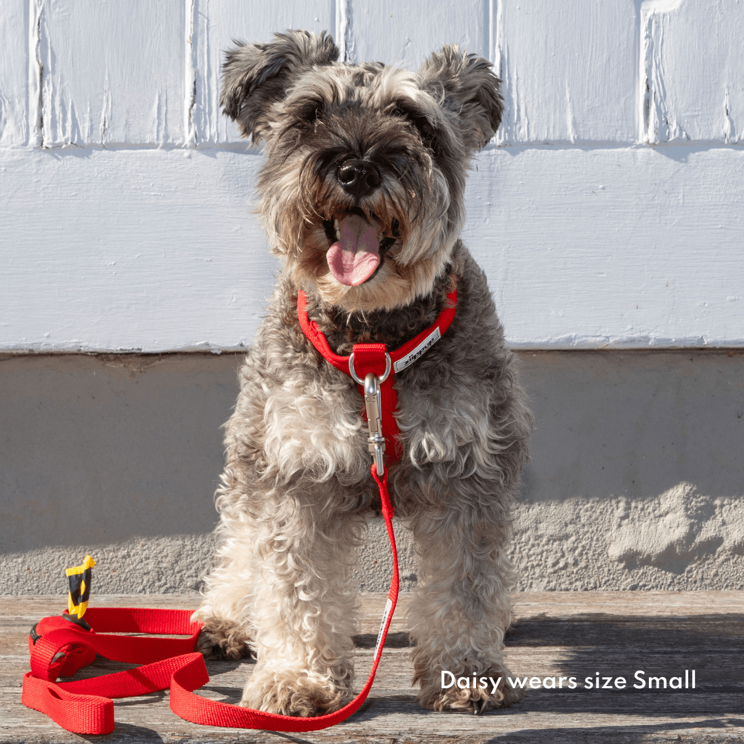 Red front clip, no-pull harness for small dogs