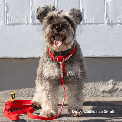 Red front clip, no-pull harness for small dogs