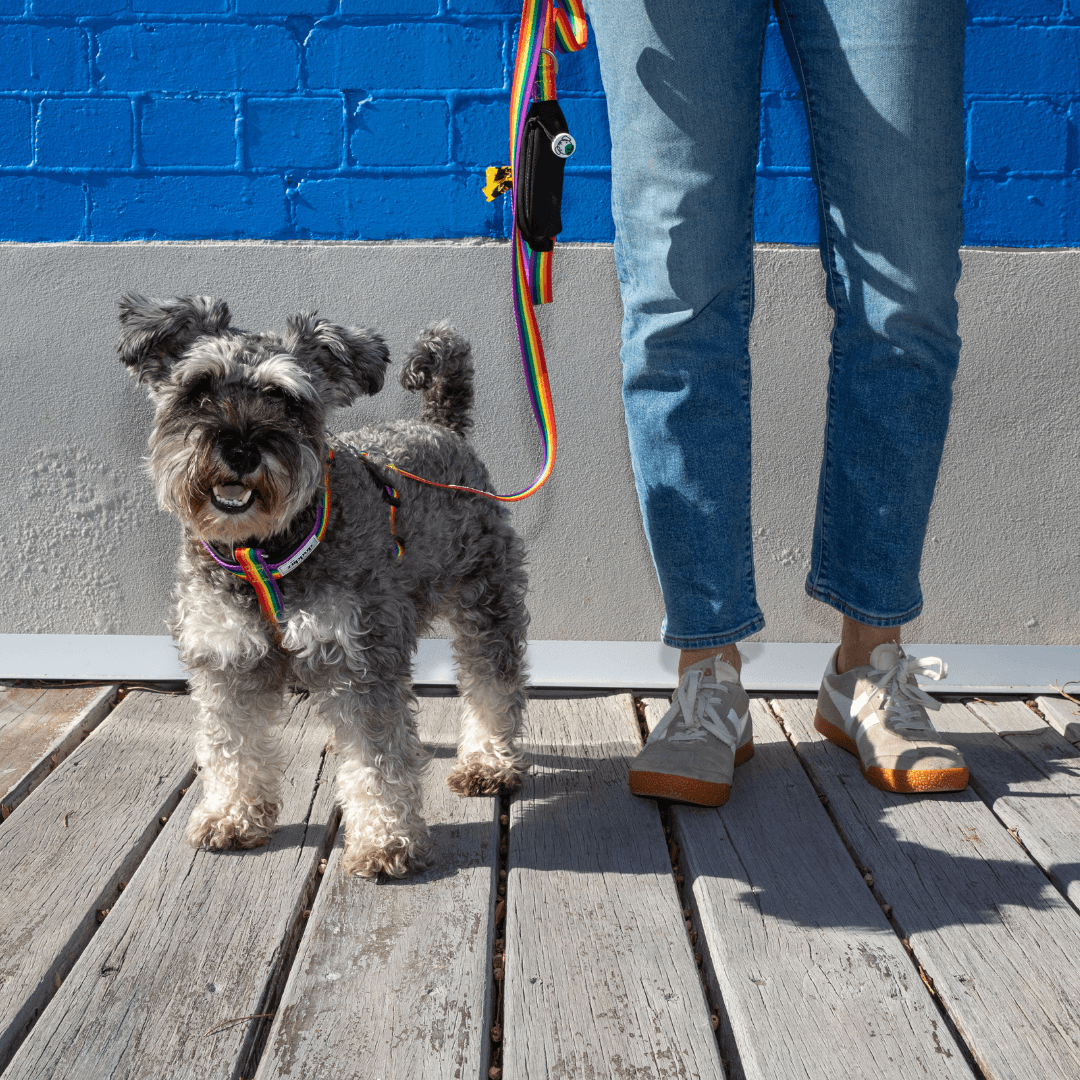 Dog wearing padded rainbow harness with matching leash