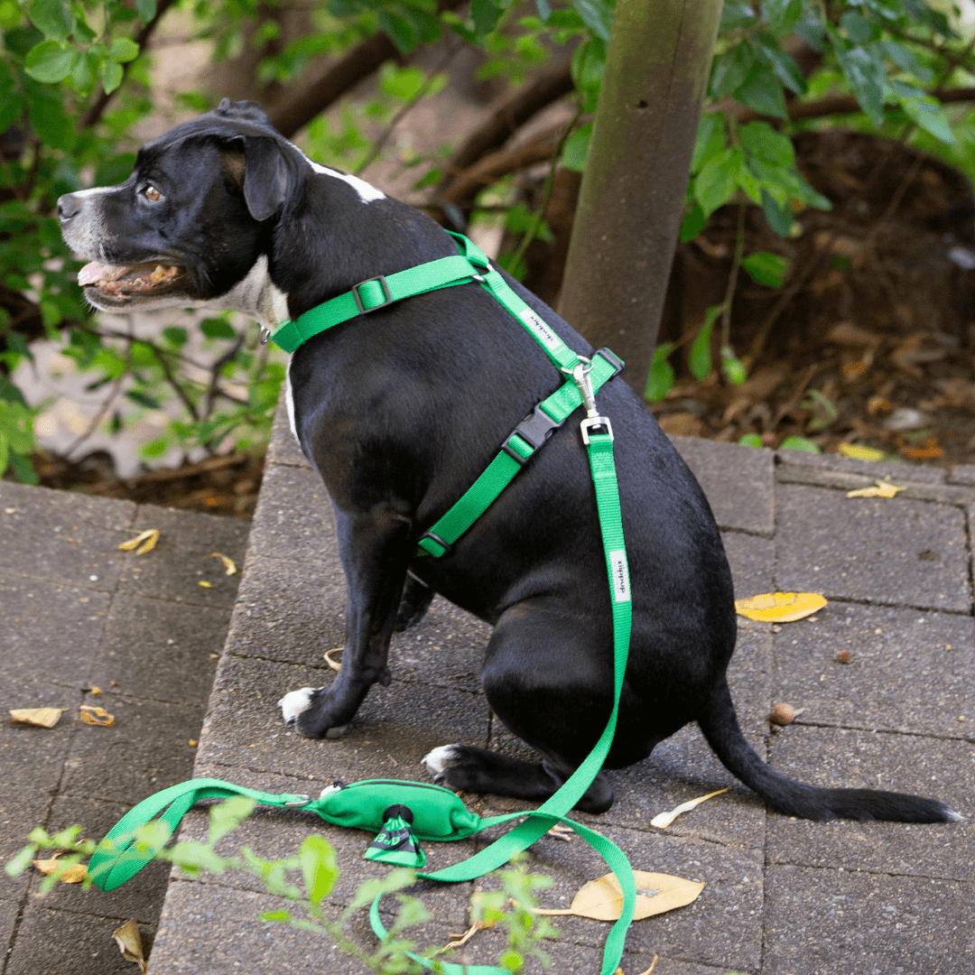 Matching green harness and leash for dogs