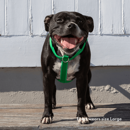 Padded dog harness, green