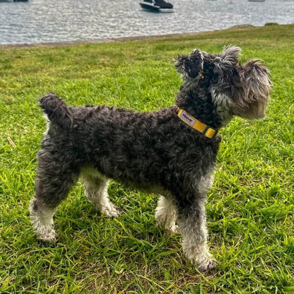 Grey Mini Schnauzer wearing yellow collar for dogs with high-vis tag