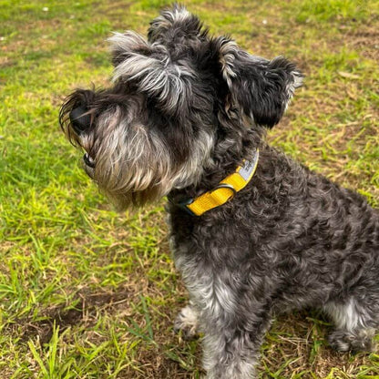 Mini Schnauzer wearing yellow dog collar