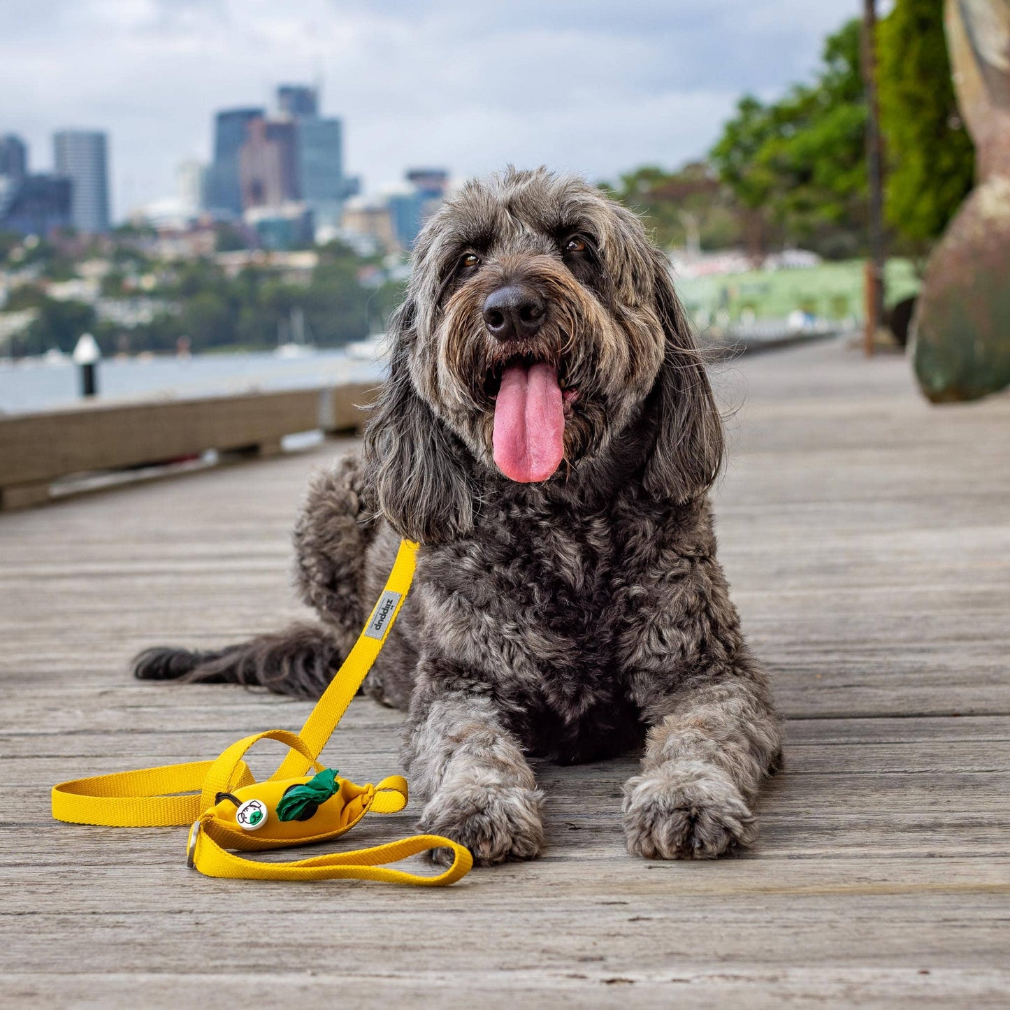 Groodle in yellow dog lead and poop bag holder