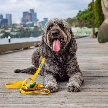 Groodle in yellow dog lead and poop bag holder