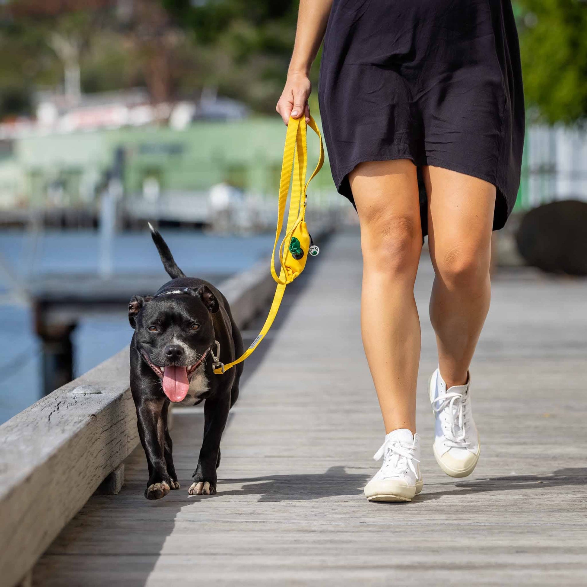 Woman walking dog in yellow dog leash with poop bag holder