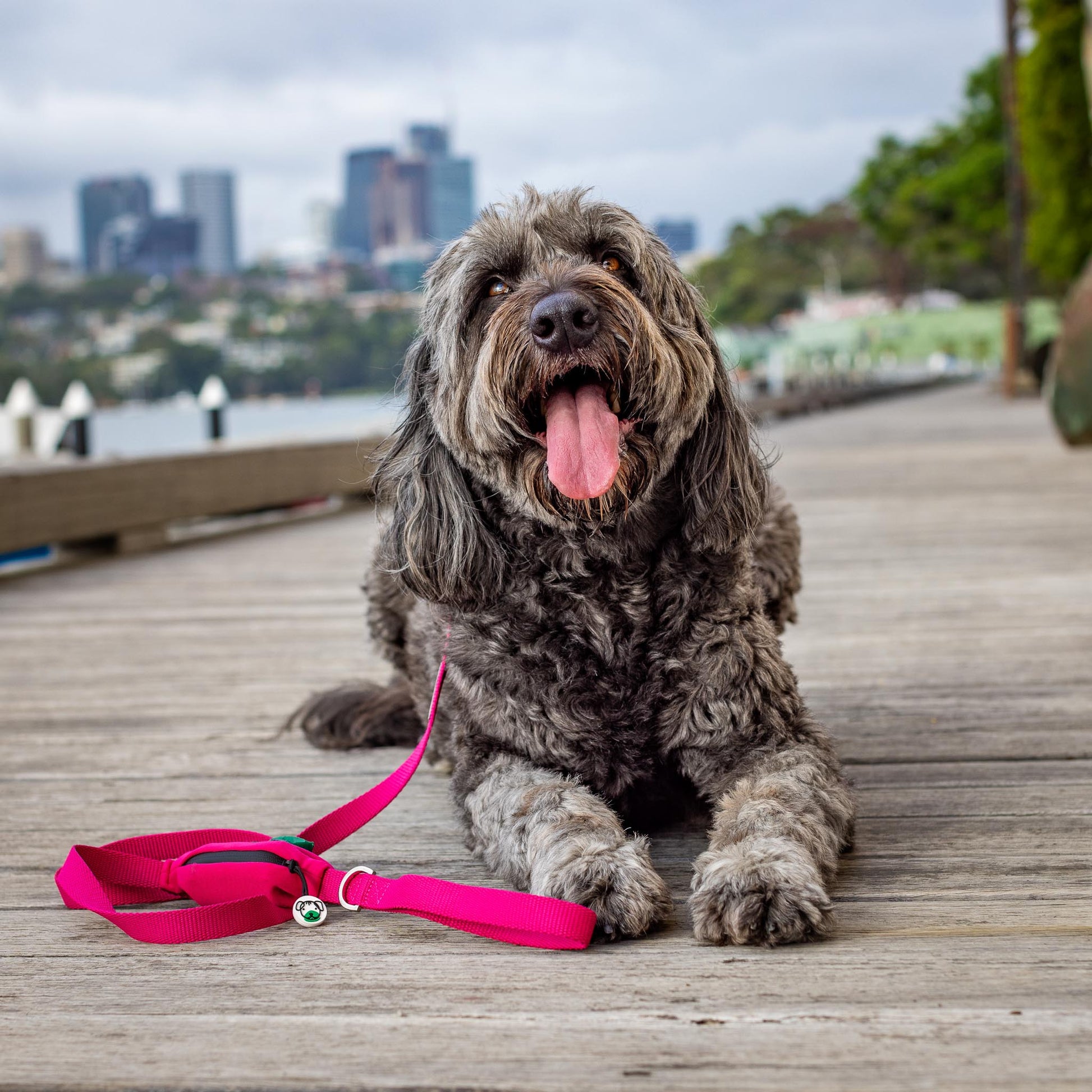 Groodle wearing pink dog leash
