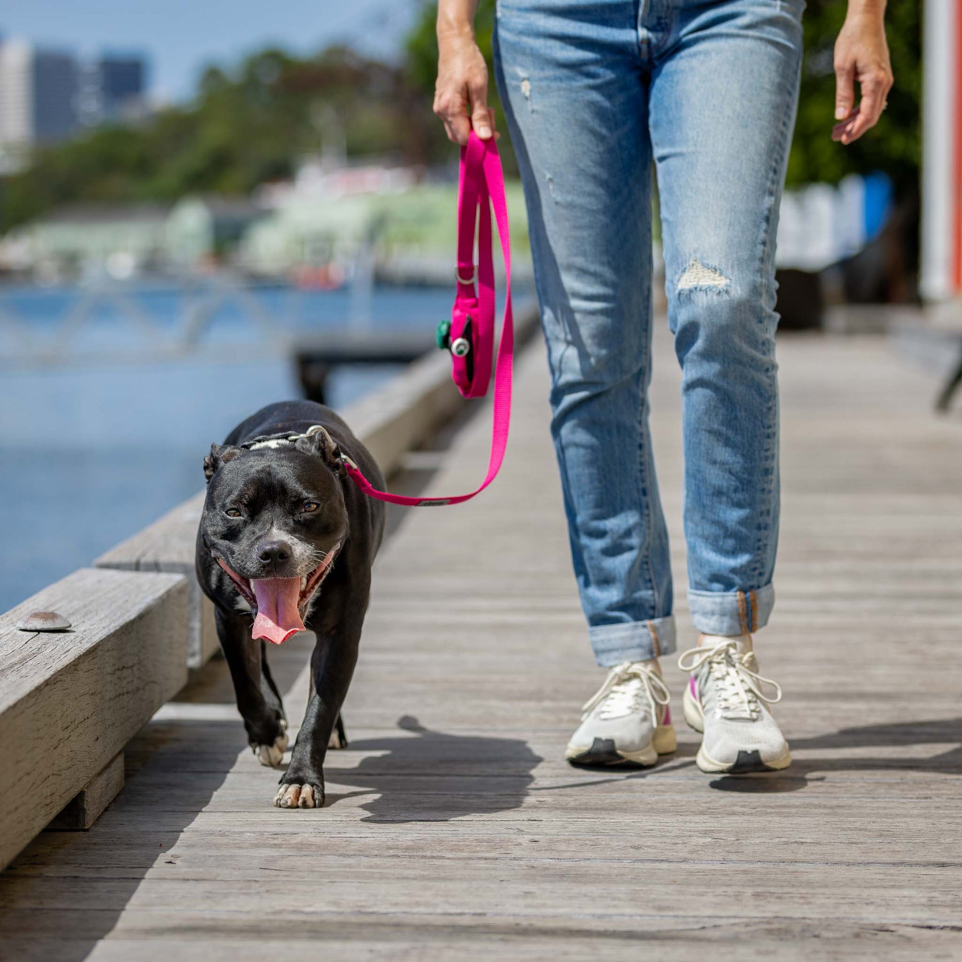 Woman walking black Staffy wearing pink dog lead