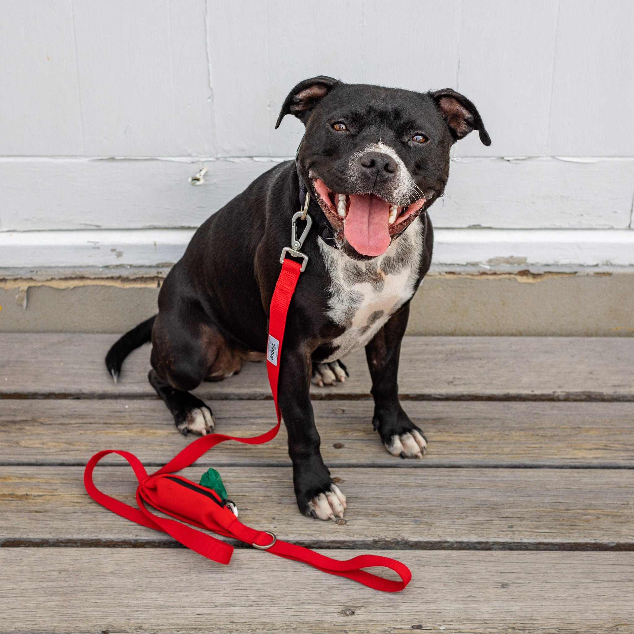 Black and white Staffy wearing red dog lead