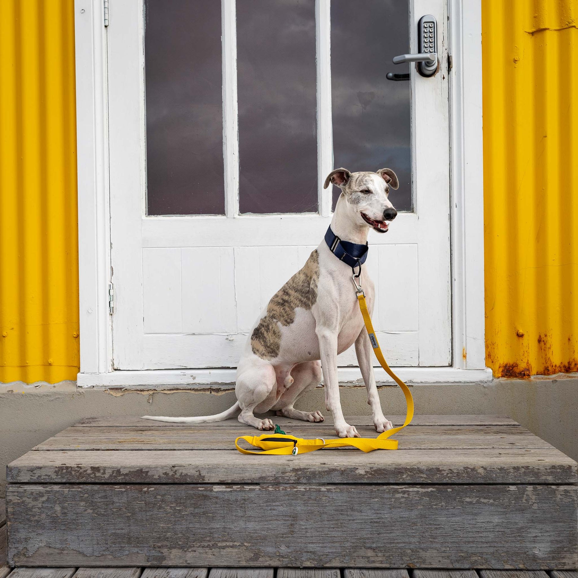 Whippet sitting wearing yellow dog leash